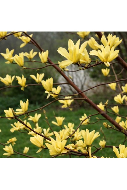 Магнолія гібридна Баттерфляйз